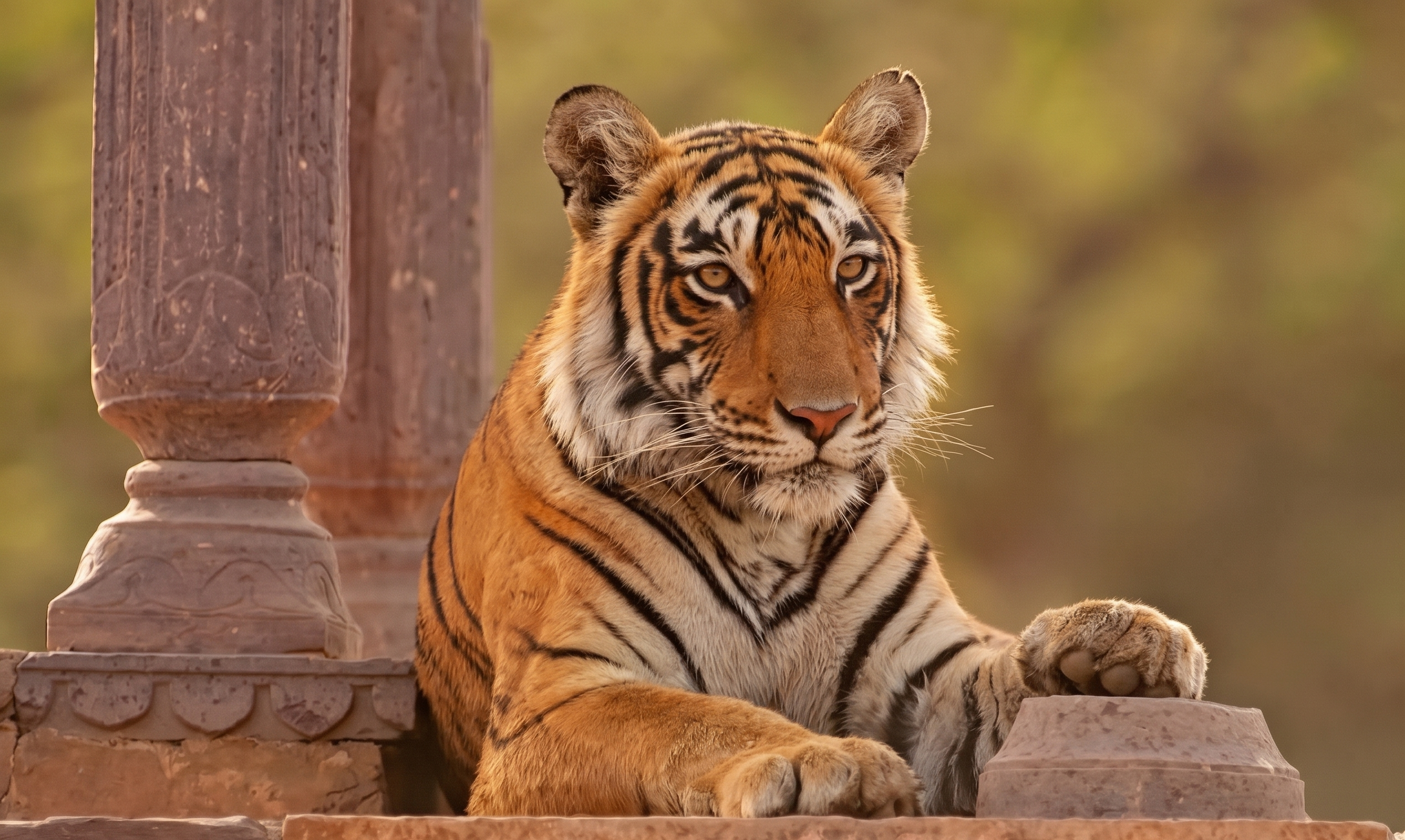 Ranthambore landscape