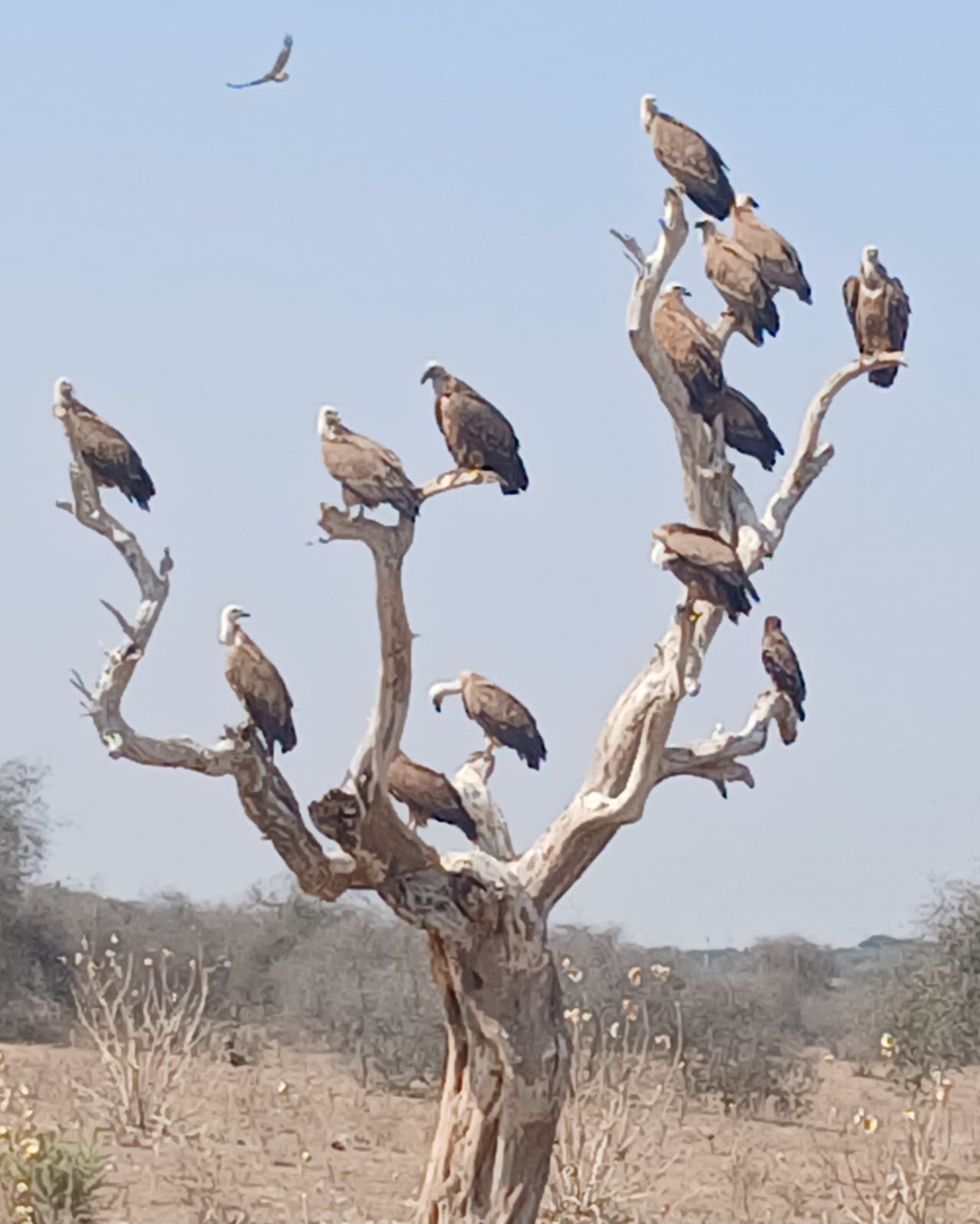 Unscripted safari moment 40