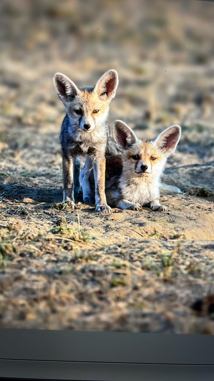Unscripted safari moment 43