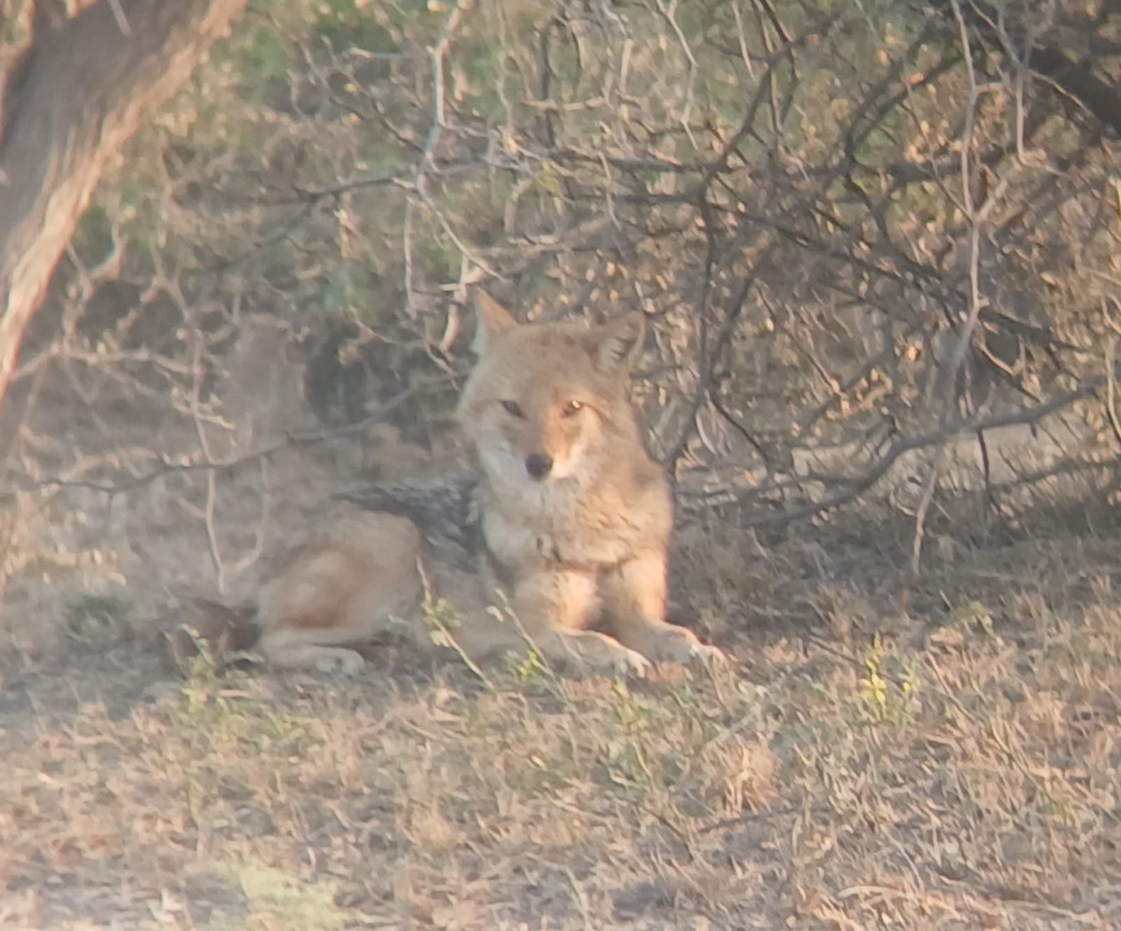 Unscripted safari moment 49